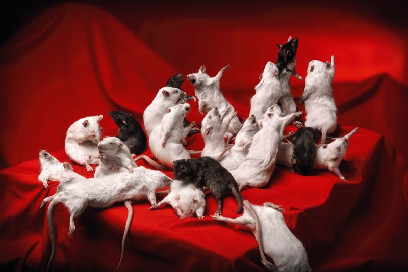 SÉRIE 2054 Mise en scène tragicomique de la fin du monde avec des rats naturalisés. Interprétation du Radeau de la Méduse. 2019.