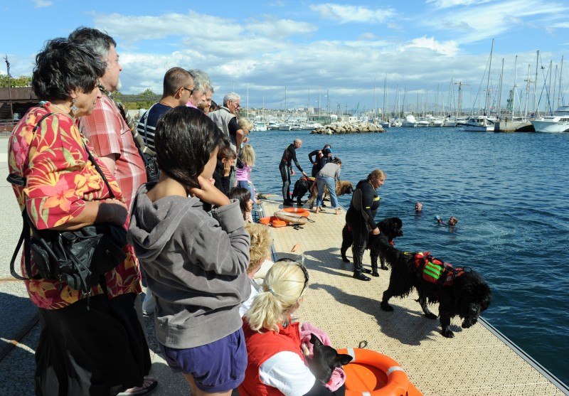 Photographies sur le thème Terre neuve chien sauveteur Photographies sur le thème Terre neuve chien sauveteur