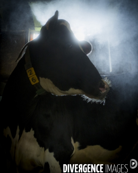 La Ferme de Gigny#1-Elevage de vaches laitieres en Bourgogne