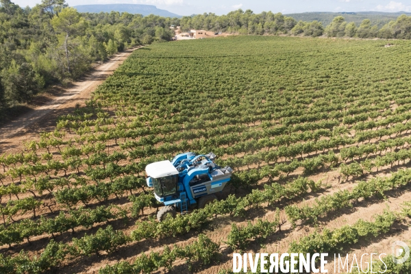 Vendanges AOC Coteaux Varois en Provence