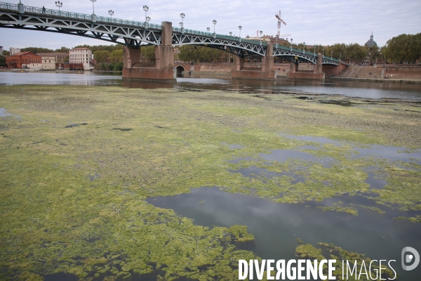 Prolifération d algues sur la Garonne à Toulouse