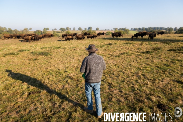 Elevage de bisons en Auvergne