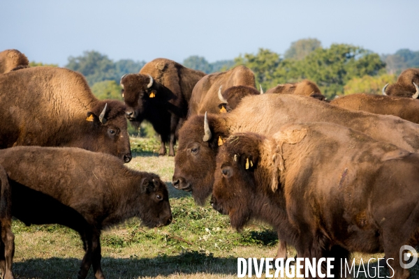 Elevage de bisons en Auvergne