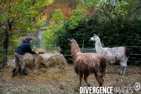 Elevage de lamas en Auvergne