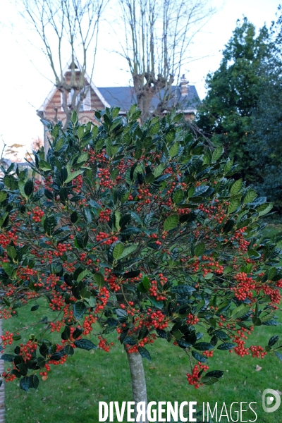 Illustration Decembre2016.Un houx et ses fruits rouges dans le jardin d une maison