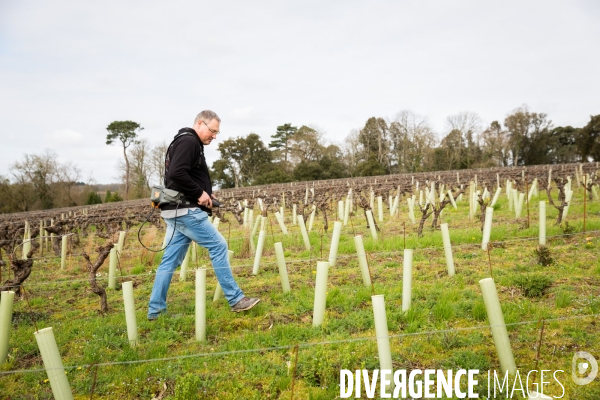 Le Muscadet du Coing
