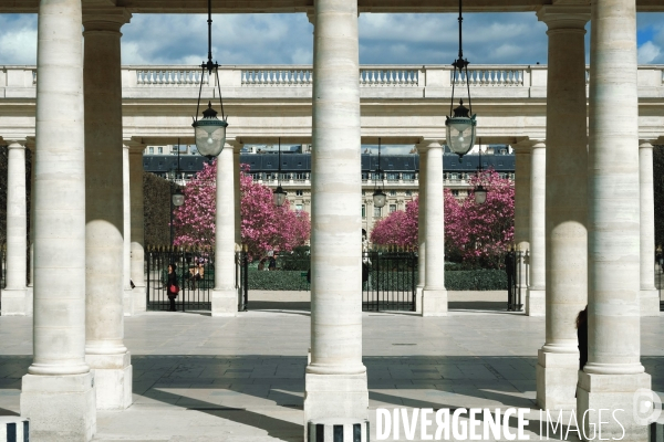 Illustration Mars2017.Au Palais Royal les colonnes de la galerie d Orleans et les magnolias en fleurs