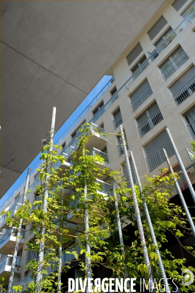 Illustration Avril2017.Plantes grimpantes sur des tiges de fer entre deux immeubles dans le quartier du Trapeze