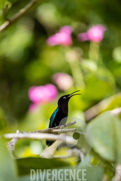 Colibri en Martinique