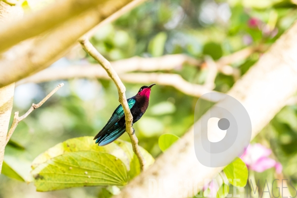 Colibri en Martinique