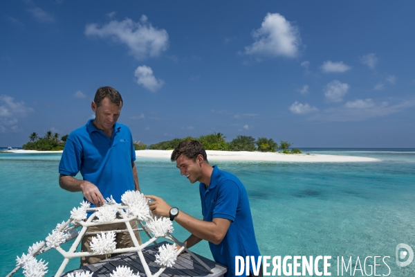 Repeuplement des récifs coralliens aux Maldives