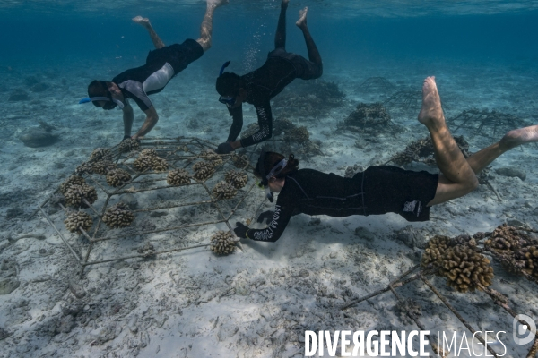 Réintroduction de coraux aux Maldives