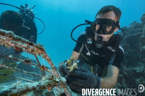 Transplantation de corail par un plongeur scientifique