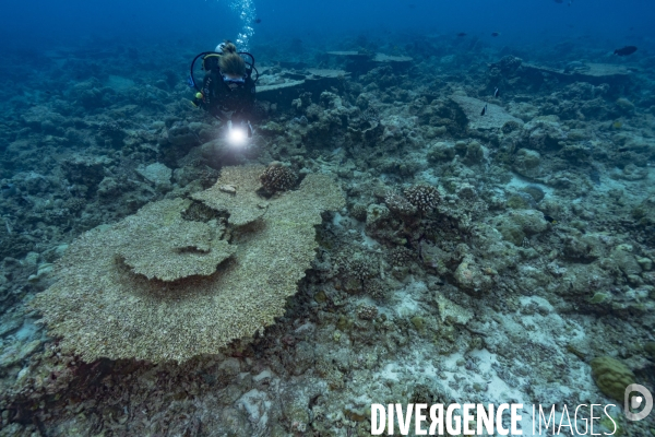 Plongeur sur récif corallien dévasté aux Maldives