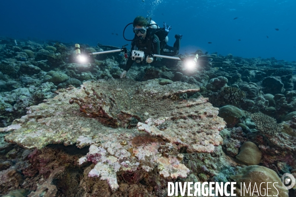 Plongeur photographe et récif corallien