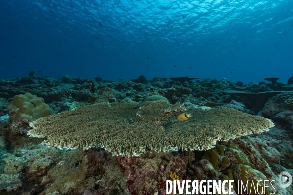 Table d Acropore dans un récif corallien