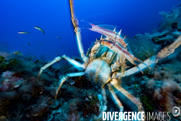 Grande araignée de mer maja squinado en Corse