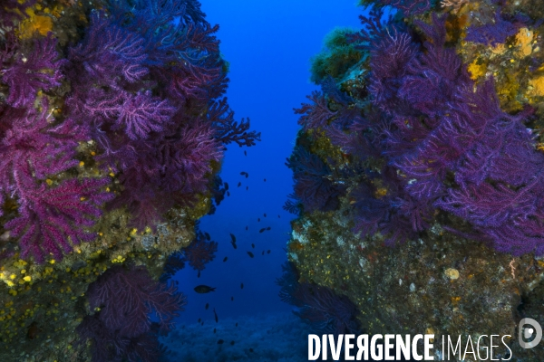 Paroies sous-marines recouvertes de gorgones pourpres Paramuricea clavata