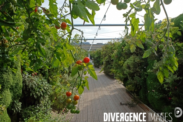 La start up, Sous les fraises, cultive 22 000 plantes comestibles sur le toit du BHV.Portrait de Marie Dehaene, ingenieure agronome chez Sous les fraises.