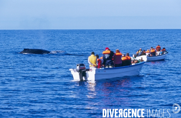 Whale watching - madagascar