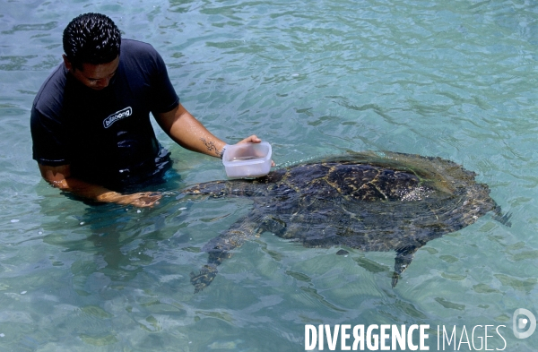 Clinique des tortues marines à Moorea en Polynésie française