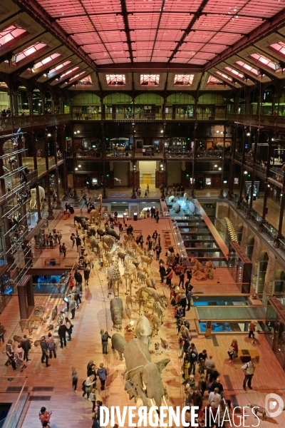 Paris.Au museum d histoire naturelle, la grande galerie de l evolution