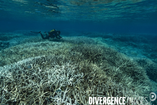 Surveillance des récifs coralliens de Mayotte
