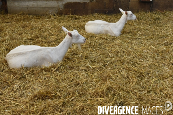 Chèvres. Production de fromages de Cabécou