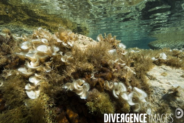 Algues des petits fonds rocheux méditerranéens