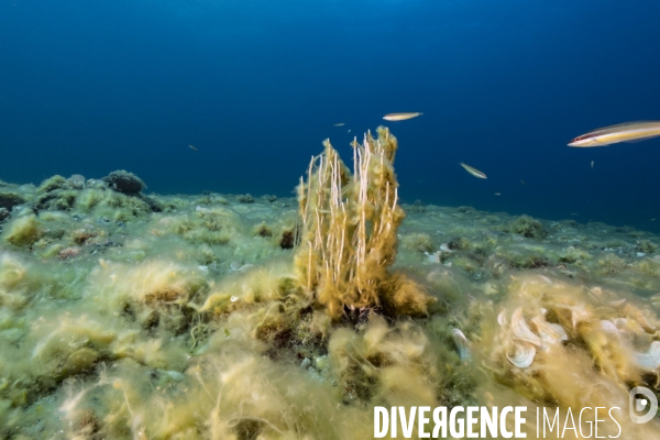 Fonds marins complètement recouverts par des algues filamenteuses