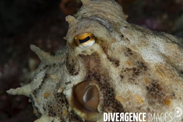 Tête du poulpe commun Octopus vulgaris