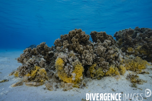 Ponte de nudibranches Gymnodoris ceylonica sur un récif corallien