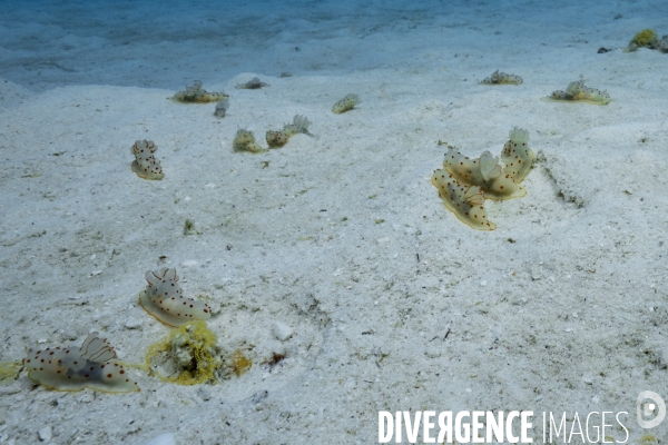 Rassemblement de nudibranches Gymnodoris ceylonica en Polynésie