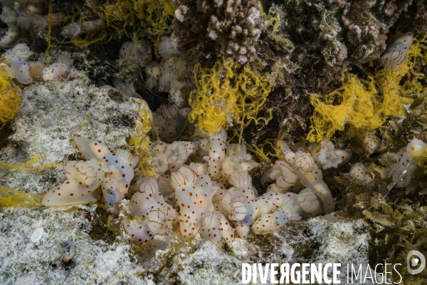Des dizaines de nudibranches se rassemblent pour se reproduire