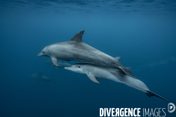 Femelle dauphin et son petit à Mayotte