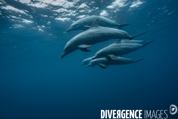 Groupe de grands dauphins de l Océan Indien à Mayotte