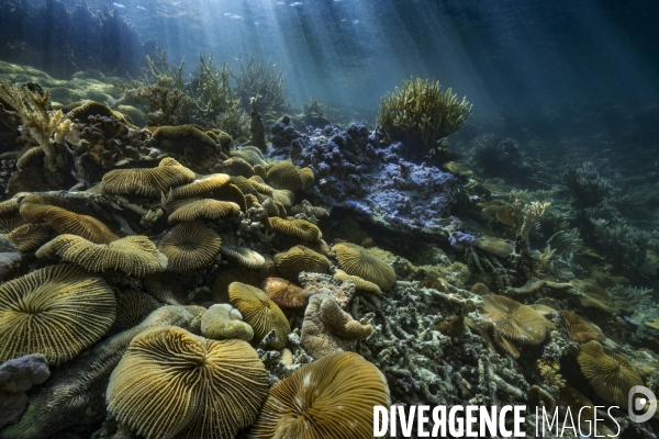 Colonie de coraux Fungia scruposa