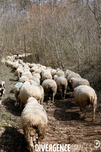 Transhumance et fête de la laine