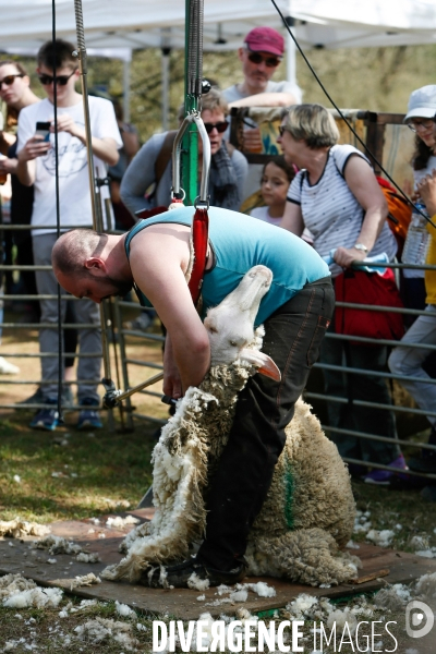 Transhumance et fête de la laine