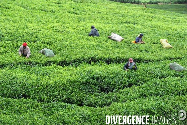 Plantations de thé au Sri Lanka (Ceylan)