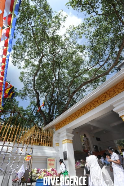 SRI LANKA Sri Maha Bodhi, l arbre Bo sacré du temple du Grand Eveil