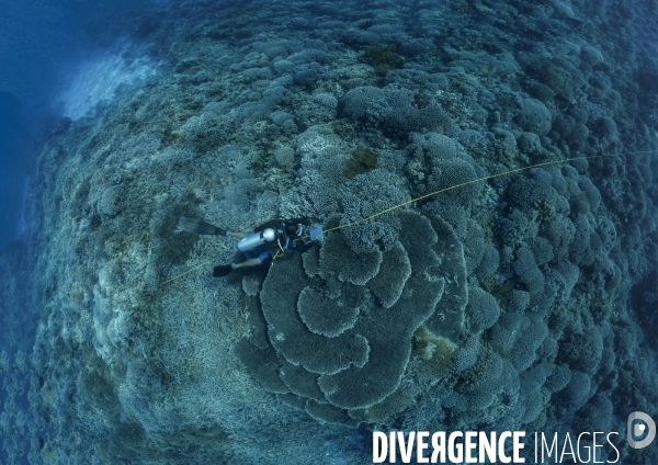 Un plongeur biologiste observe les coraux de Tubbataha