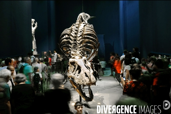 Un T. Rex au Museum d histoire naturelle