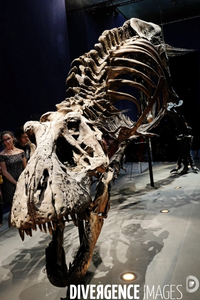 Un T. Rex au Museum d histoire naturelle