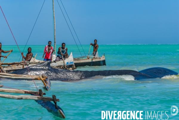 Chasse à la baleine à bosse par le peuple Vezo - Humpback Whale Hunt by the Vezo People