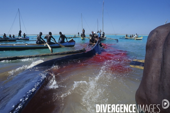 Chasse à la baleine à bosse par le peuple Vezo - Humpback Whale Hunt by the Vezo People