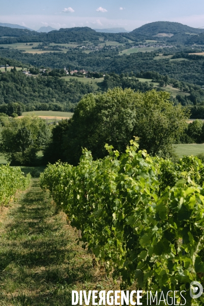 Le vin en Savoie