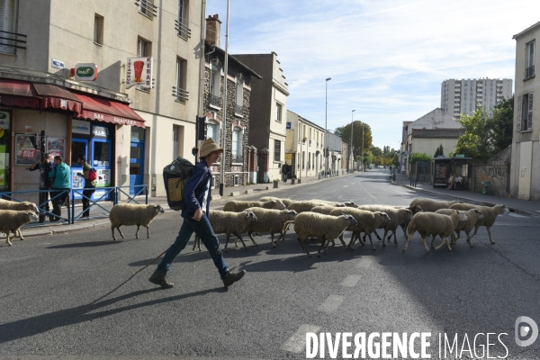 Mouton. La transhumance en région parisienne