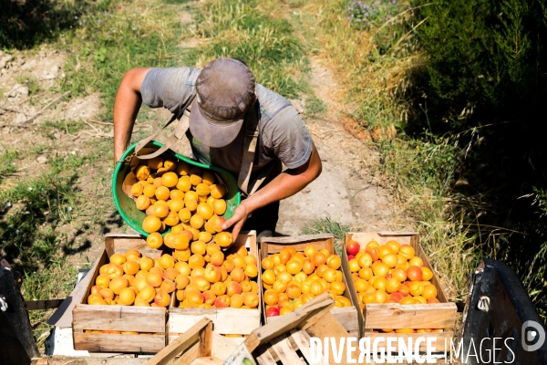 Arboriculture fruitière dans le Vaucluse