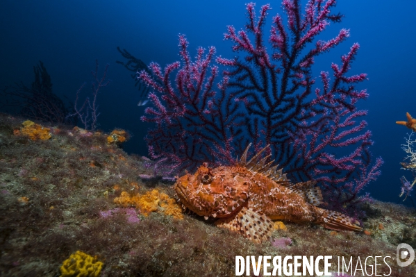 Rascasse rouge en Méditerranée - red scorpionfish in Mediterranean